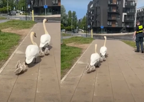 Gulbji bija devušies brīvsolī.