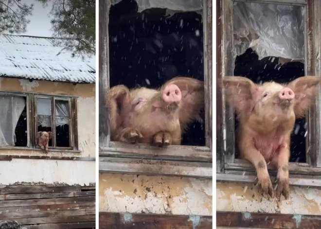 В Грузии свинью-мечтательницу, ставшую звездой соцсетей, спасли от забоя