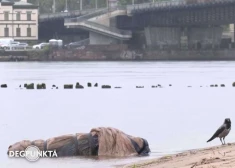 Жуткая находка в Даугаве: свинья без головы и с сапогами