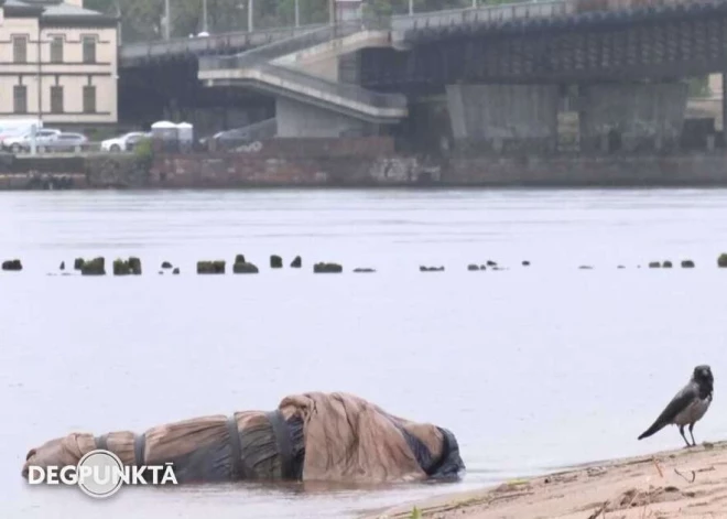 Жуткая находка в Даугаве: свинья без головы и с сапогами