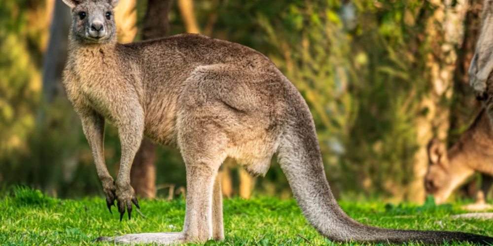 Austrālijā vīrietis izglābjas no dzīvnieka uzbrukuma. 