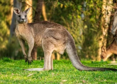 "Ķengurs mēģināja mani noslīcināt!" Austrālijā vīrietis izglābjas no dzīvnieka uzbrukuma