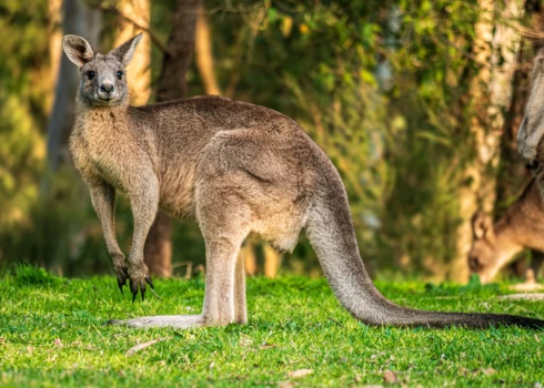 Austrālijā vīrietis izglābjas no dzīvnieka uzbrukuma. 