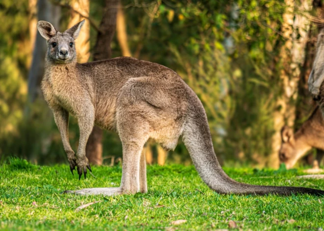 "Ķengurs mēģināja mani noslīcināt!" Austrālijā vīrietis izglābjas no dzīvnieka uzbrukuma