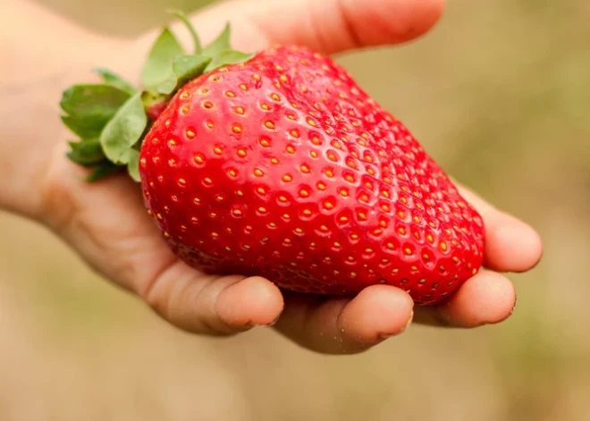 "Мы никогда не видели ничего подобного": британские фермеры поражены размером выращенной клубники