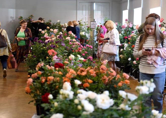 Nākamnedēļ Dabas muzejā norisināsies rožu izstāde