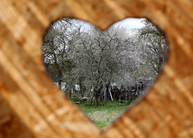 Asinis urīnā... Urīnpūšļa vēža agrīnās pazīmes un glābjošā analīze