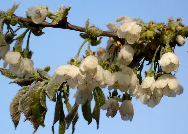 Урон от весенних заморозков повысит цены на местные плоды и ягоды, предупреждают садоводы