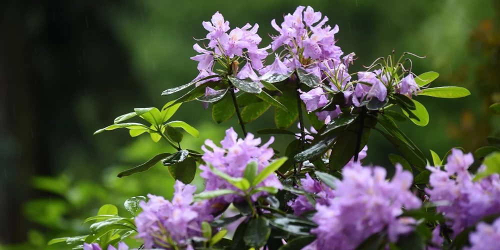 Rododendrs.
