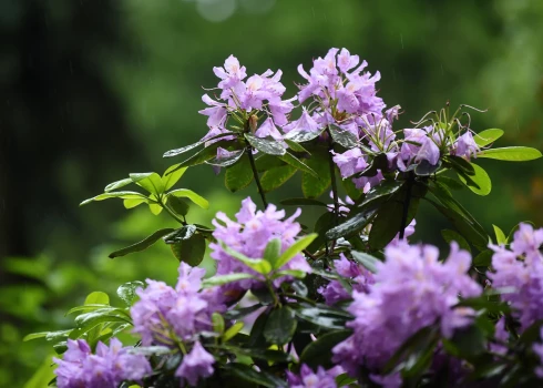 Rododendrs.