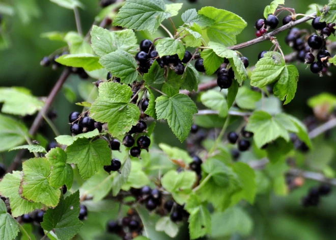 Pavasara salnas postījušas laukus – bioloģiskie zemnieki brīdina par ražas krīzi