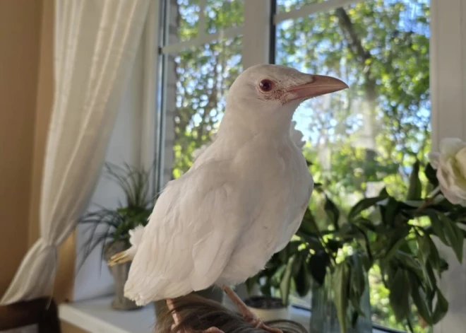 Latvijā atrasts ļoti rets putns, kādu lielākā daļa cilvēku nemaz nav redzējuši; veterinārārsts pastāsta par tā veselību un nākotni