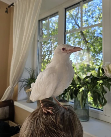 Foto: portāls Liepajniekiem.lv