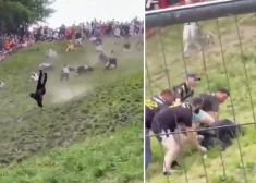 VIDEO: ikgadējās siera ripināšanas sacensībās Glosterā viens no dalībniekiem piedzīvo šaušalīgu kritienu