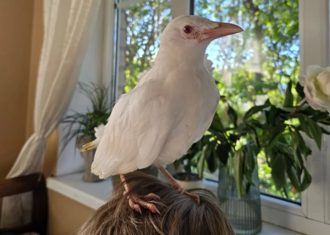 В Латвии найдена очень редкая птица, которую большинство людей никогда не видели