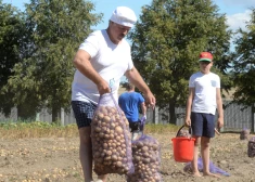 Baltkrievijā trūkst kartupeļu, nevarēs piegādāt Krievijai. Putins šokā: "Kā to saprast, kartupeļi beigušies?!?"