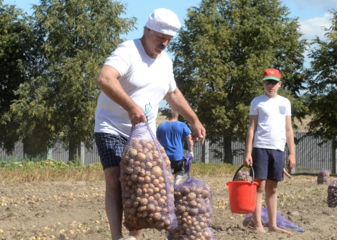 Aleksandrs Lukašenko kārtējā "kartupeļu talkā" (foto: Scanpix / AP)