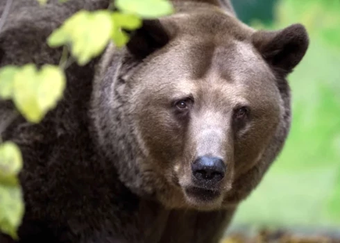 Brūnais lācis ir Eiropas mērogā apdraudēta suga, taču Slovākijas valdība vēlas ierobežot lāču skaitu valstī, jo notikuši vairāki gadījumi, kad lāči uzbrukuši cilvēkiem.
