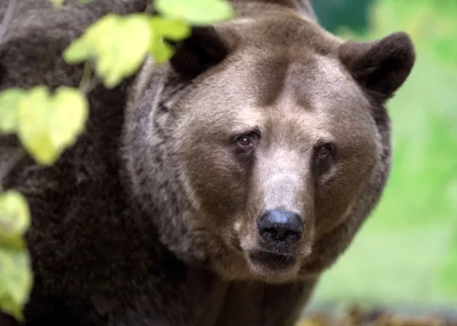 Slovākija lēmusi, ka labākais veids, kā apkarot lāčus ir - tos apēst
