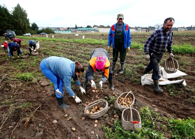 "Mums jāpalīdz mūsu brāļiem krieviem!" Lukašenko aicina lauksaimniekus audzēt vairāk kartupeļu
