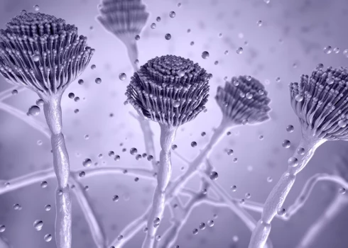 Aspergilozei ir ļoti augsta mirstība – aptuveni 20% līdz 40%. To ir arī grūti diagnosticēt, jo ārstiem tas bieži nav prātā, bet pacienti mēdz uzrādīt drudzi un klepu – simptomus, kas raksturīgi daudzām slimībām.