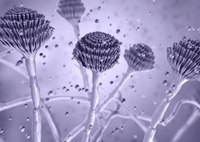 Zinātnieki brīdina: nākotnē var izplatīties sēnīte, kas "saēd cilvēku no iekšpuses"