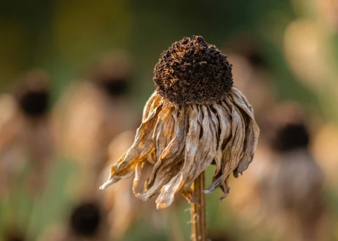 Pastāv 86% iespēja, ka vienā no nākamajiem pieciem gadiem tiks pārsniegta 1,5 grādu globālās temperatūras pieauguma robeža.