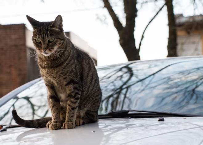 Когда автомобиль превращается в гнездо, а провода - в обед