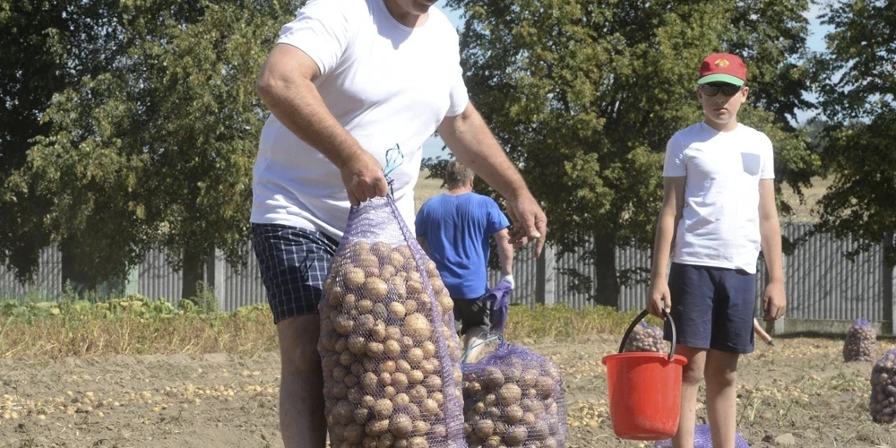 Усилий одного Александра Григорьевича не хватило, чтобы всем белорусам хватило картошки.