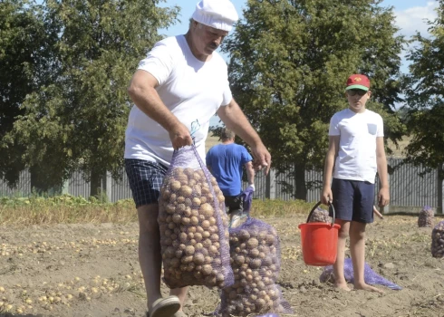 Усилий одного Александра Григорьевича не хватило, чтобы всем белорусам хватило картошки.