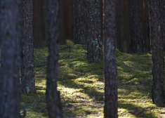 Ogres iedzīvotāji pieprasa pārtraukt kailcirtes piepilsētas mežos ligzdošanas laikā