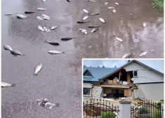 FOTO, VIDEO: Lietuvā spēcīgā lietus dēļ no dīķiem izskalotas zivis un iebrukusi māja