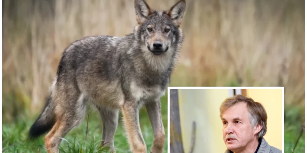 Pirms 10 vai 15 gadiem daudzi nevarēja iedomāties, ka tādās valstīs kā Nīderlande, Beļģija, Dānija un Rietumvācija dzīvos vilki, norāda pētnieks Jānis Ozoliņš.
