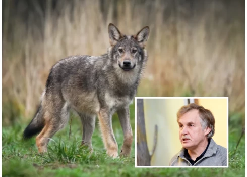 Pirms 10 vai 15 gadiem daudzi nevarēja iedomāties, ka tādās valstīs kā Nīderlande, Beļģija, Dānija un Rietumvācija dzīvos vilki, norāda pētnieks Jānis Ozoliņš.