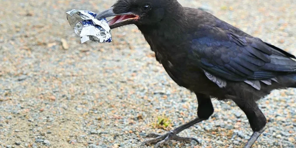 Putni par atkritumu nodošanu tiek pie kāruma.