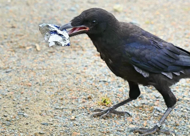 Krauķus izdresē strādāt par sētniekiem