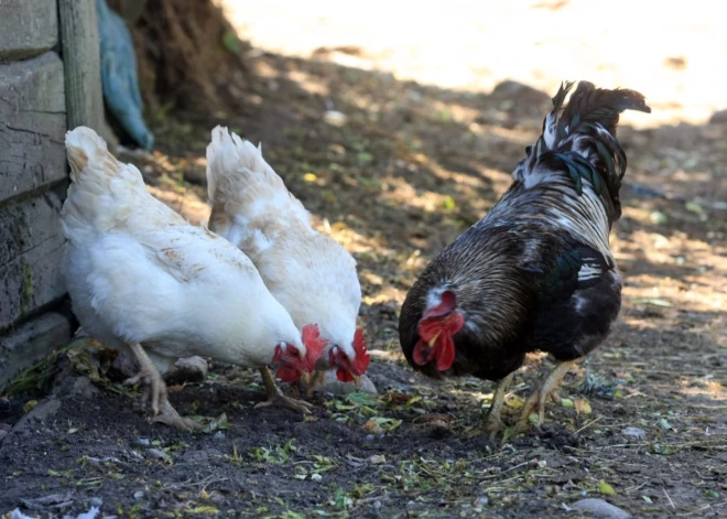 Latvijā apstiprināts pirmais putnu gripas gadījums mājputnu novietnē ar 190 putniem