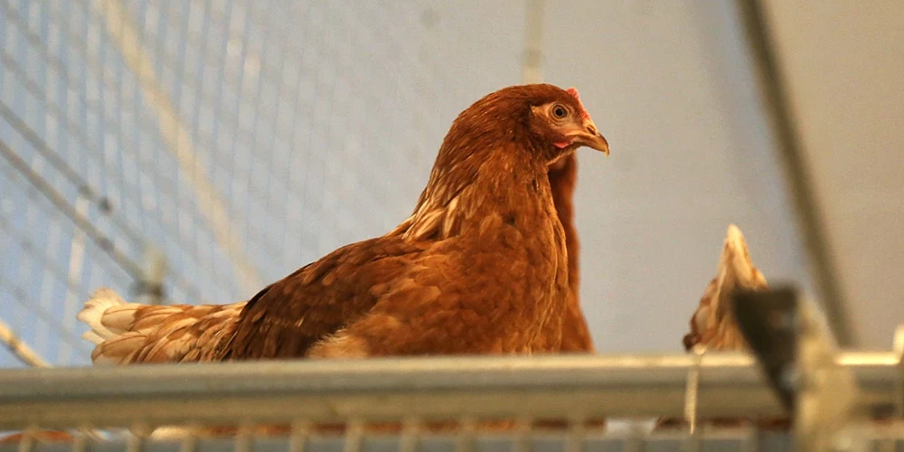 Augsti patogēnās putnu gripas "H5N1" apakštips potenciāli ir ar zoonotisku raksturu, pastāvot riskam ar slimību inficēties arī citiem dzīvniekiem un cilvēkiem.