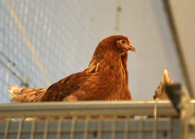 Pēc augsti patogēnā putnu gripas gadījuma atklāšanas Birzgales pagastā noteiktas 3 kontaktpersonas; tiks likvidēti visi mājputni