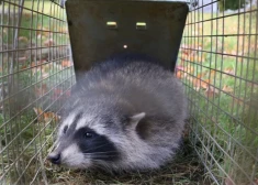 Kamēr Latvijā raizējas par vienu nomedītu dzīvnieciņu, Vācijā nomedīti 22 tūkstoši jenotu