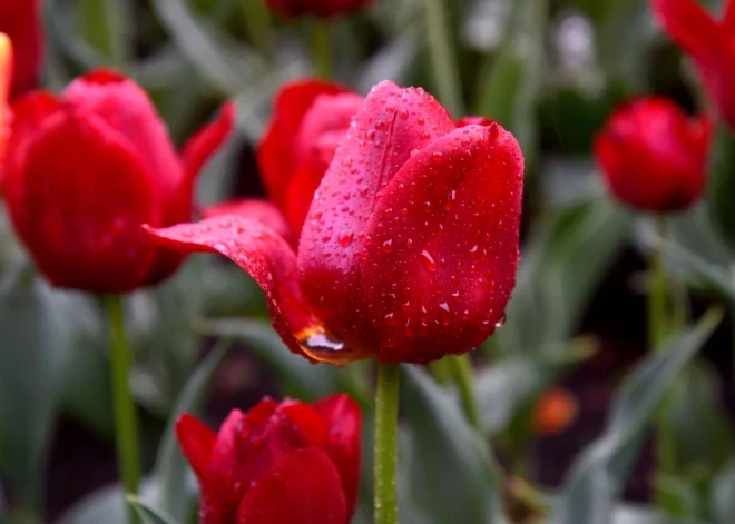 Будет ли июнь более сухим после дождливого мая? Метеорологи вносят ясность