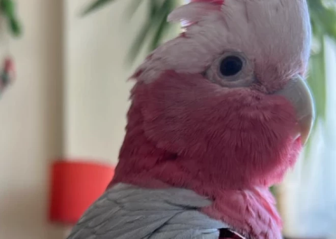 Pazudis papagailis! Slavenais bārmenis un Latvijas hokeja izlases fotogrāfs Ansis Ancovs lūdz palīdzību "Floyda" meklēšanā