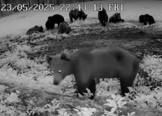 VIDEO: Igaunijā fiksēts rekordliels lāču skaits vienuviet