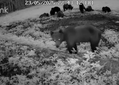 ВИДЕО: в Эстонии зафиксировали рекордное число медведей в одном месте