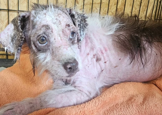 Patversmē nonācis gandrīz pilnībā kašķa saēsts sunītis, lūdz nevienaldzīgu ļaužu palīdzību viņa ārstēšanā