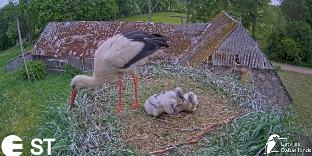 Mamma un Tio ar mazuļiem.