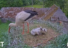 Video: balto stārķu pāris Mamma un Tio atbrīvojies no vājākiem mazuļiem