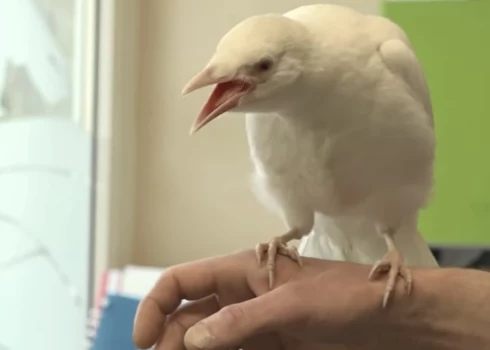 Liepājā atrastā baltā vārna drīzumā pārcelsies uz Rīgu. 
