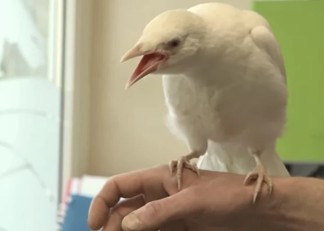Liepājā atrastā baltā vārna drīzumā pārcelsies uz Rīgu