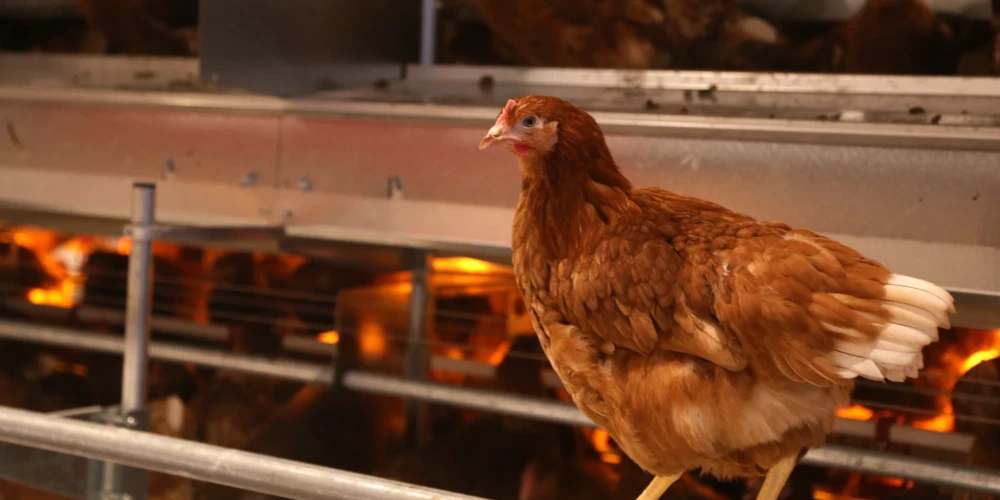 Vairāk nekā 25000 cilvēku parakstījušies par dējējvistu sprostu aizliegumu Latvijā.
